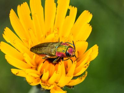 Bupreste hongrois Anthaxia hungarica (Scopoli, 1772)