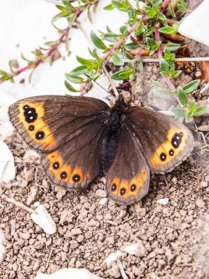 Moiré printanier (Le) Erebia triarius (Prunner, 1798)