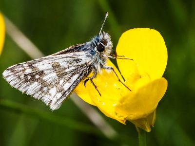  Hesperiidae Latreille, 1809