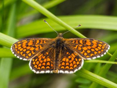 Mélitée du Mélampyre (La), Damier Athalie (Le) Melitaea athalia (Rottemburg, 1775)