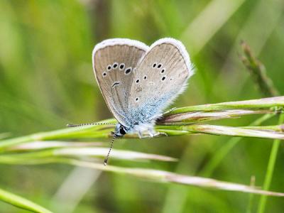 Azuré des Anthyllides (L'), Demi-Argus (Le), Argus Cyaniris semiargus (Rottemburg, 1775)