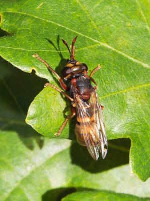  Conops vesicularis Linnaeus, 1760