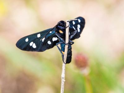 Syntomie tyrolienne (La) Amata marjana (Stauder, 1913)