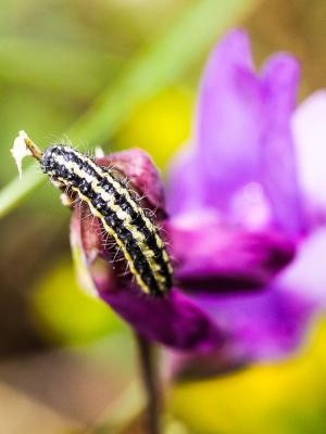 Zygènule des Genêts (La) Heterogynis penella (Hübner, 1819)