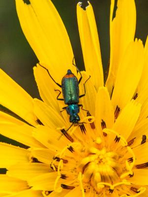  Ceratistes dentifrons (Erichson, 1840)