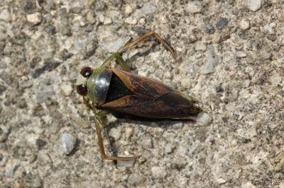 Notonecte maculée Notonecta maculata Fabricius, 1794