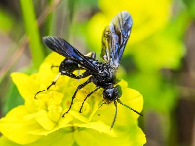 Cephaledo bifasciata bifasciata (Müller, 1766)