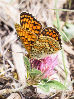 Mélitée des Centaurées (La), Grand Damier (Le) Melitaea phoebe (Denis & Schiffermüller, 1775)