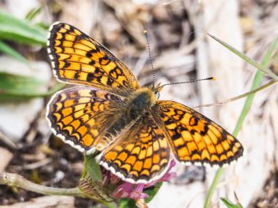 Mélitée des Centaurées (La), Grand Damier (Le) Melitaea phoebe (Denis & Schiffermüller, 1775)