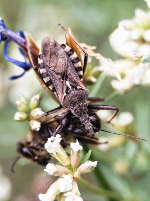 Rèduve à pattes rouges Rhynocoris erythropus (Linnaeus, 1767)