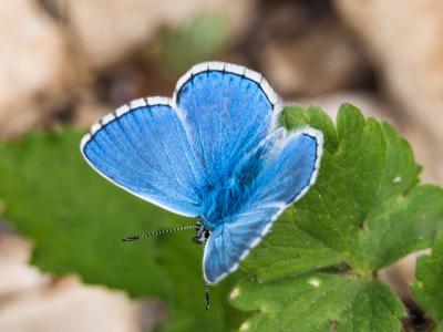 Azuré bleu-céleste (L'), Bel-Argus (Le), Argus ble Lysandra bellargus (Rottemburg, 1775)