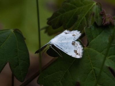 Acidalie ornée (L') Scopula ornata (Scopoli, 1763)