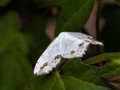 Acidalie ornée (L') Scopula ornata (Scopoli, 1763)