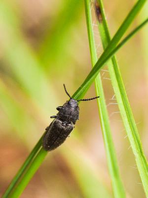 Taupins Elateridae Leach, 1815