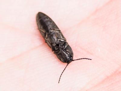 Taupins Elateridae Leach, 1815