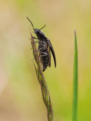 Taupins Elateridae Leach, 1815