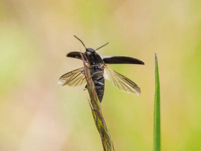 Taupins Elateridae Leach, 1815
