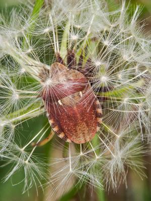 Eurygaster maura (Linnaeus, 1758)