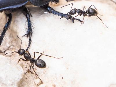  Camponotus aethiops (Latreille, 1798)