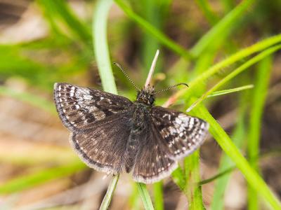 Point de Hongrie (Le), Grisette (La) Erynnis tages (Linnaeus, 1758)