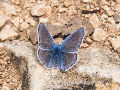 Azuré de l'Adragant (L'), Azuré du Plantain (L'),  Polyommatus escheri (Hübner, 1823)