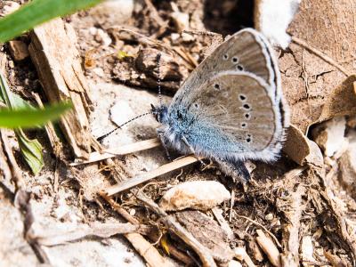 Azuré des Anthyllides (L'), Demi-Argus (Le), Argus Cyaniris semiargus (Rottemburg, 1775)