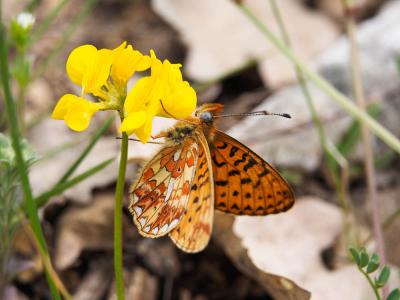 Grand collier argenté (Le), Nacré sagitté (Le) Boloria euphrosyne (Linnaeus, 1758)
