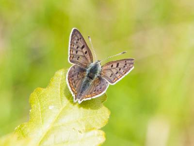 Cuivré fuligineux (Le), Argus myope (L'), Polyomma Lycaena tityrus (Poda, 1761)