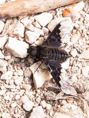  Hemipenthes morio (Linnaeus, 1758)