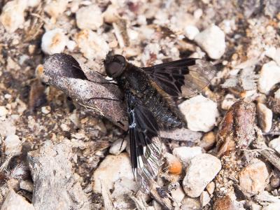  Hemipenthes morio (Linnaeus, 1758)