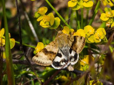 Noctuelle de la Cardère (La) Heliothis viriplaca (Hufnagel, 1766)