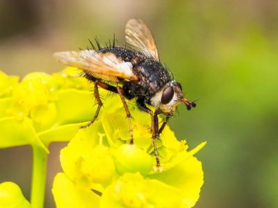  Tachina fera (Linnaeus, 1760)