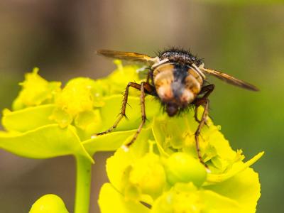  Tachina fera (Linnaeus, 1760)