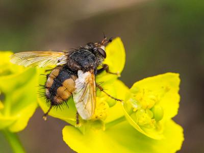  Tachina fera (Linnaeus, 1760)