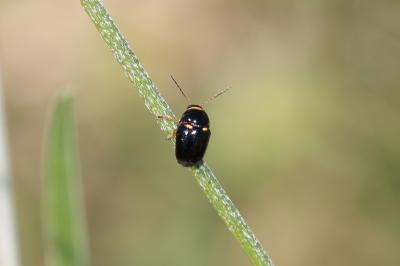 Cryptocéphale massif Cryptocephalus crassus Olivier, 1791