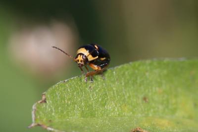 Cryptocéphale massif Cryptocephalus crassus Olivier, 1791
