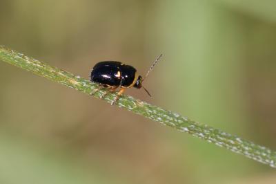 Cryptocéphale massif Cryptocephalus crassus Olivier, 1791