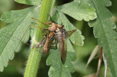  Asilidae Latreille, 1802
