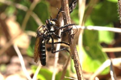  Dasypogon diadema (Fabricius, 1781)