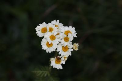 Tanaisie en corymbe, Marguerite en corymbes, Chrys Tanacetum corymbosum (L.) Sch.Bip., 1844