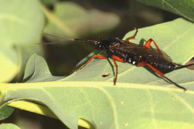  Ichneumonidae Latreille, 1802