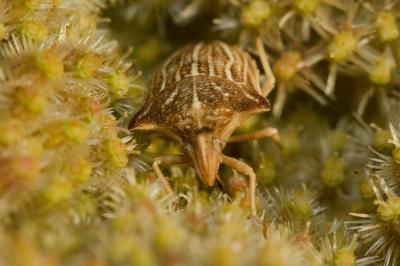  Ancyrosoma leucogrammes (Gmelin, 1790)