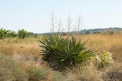 Yucca Yucca gloriosa L., 1753