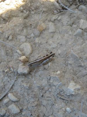 Criquet des Ibères Ramburiella hispanica (Rambur, 1838)