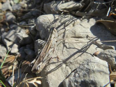 Criquet des Ibères Ramburiella hispanica (Rambur, 1838)