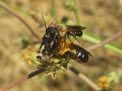 Megachile sculpturalis Smith, 1853