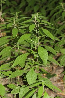 Pariétaire officinale, Herbe à bouteille Parietaria officinalis L., 1753