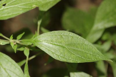 Pariétaire officinale, Herbe à bouteille Parietaria officinalis L., 1753