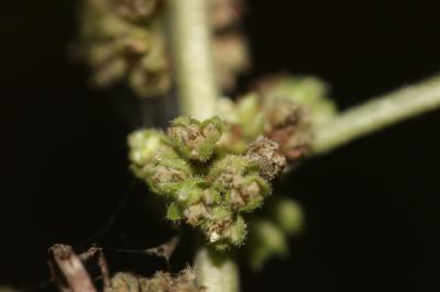 Pariétaire officinale, Herbe à bouteille Parietaria officinalis L., 1753