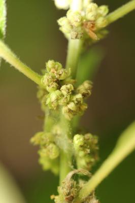 Pariétaire officinale, Herbe à bouteille Parietaria officinalis L., 1753